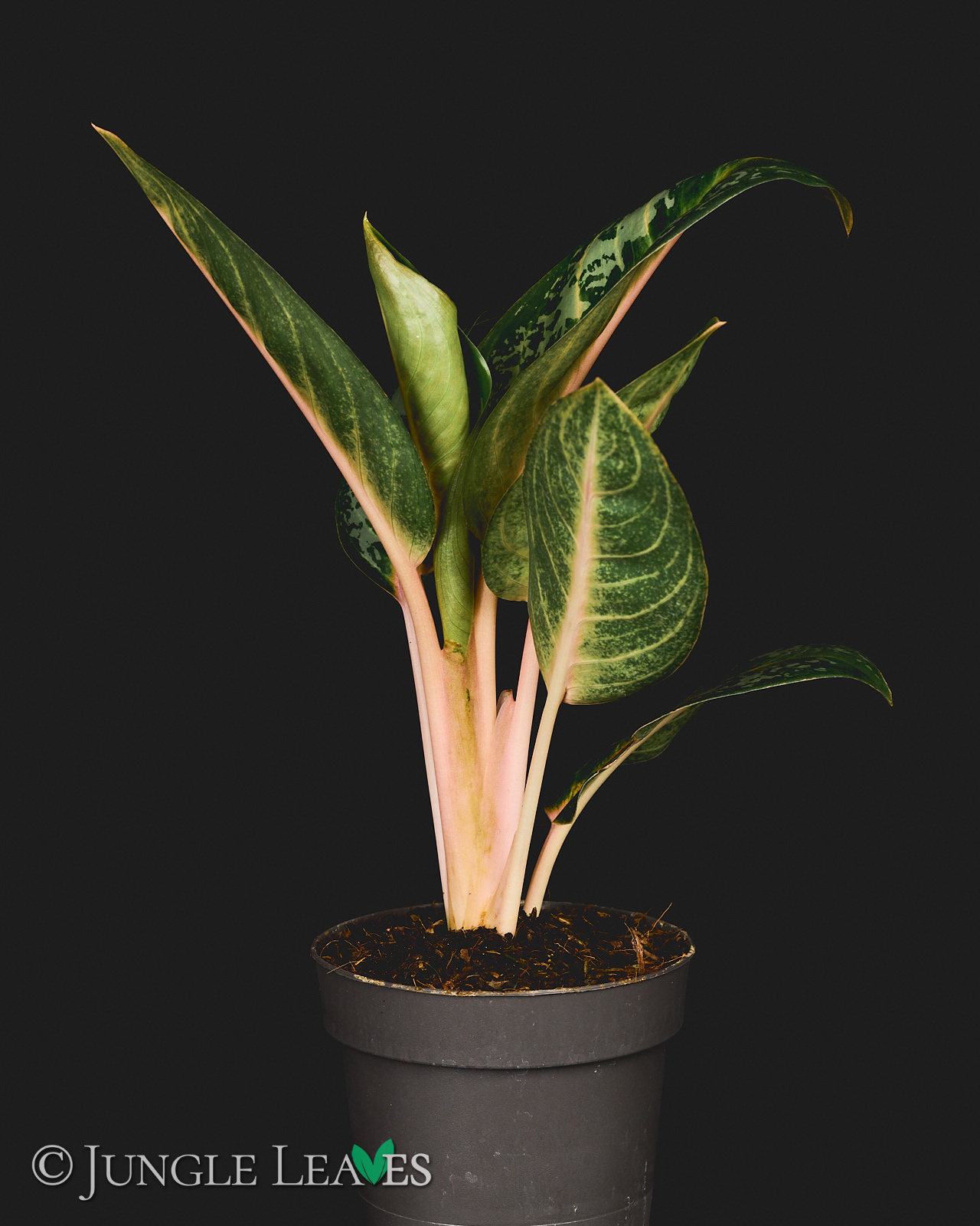 Aglaonema ‚Orange Flame‘ – Bild 5