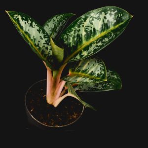 Aglaonema ‚Orange Flame‘