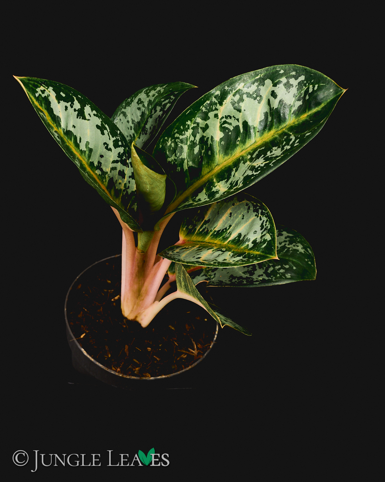 Aglaonema ‚Orange Flame‘