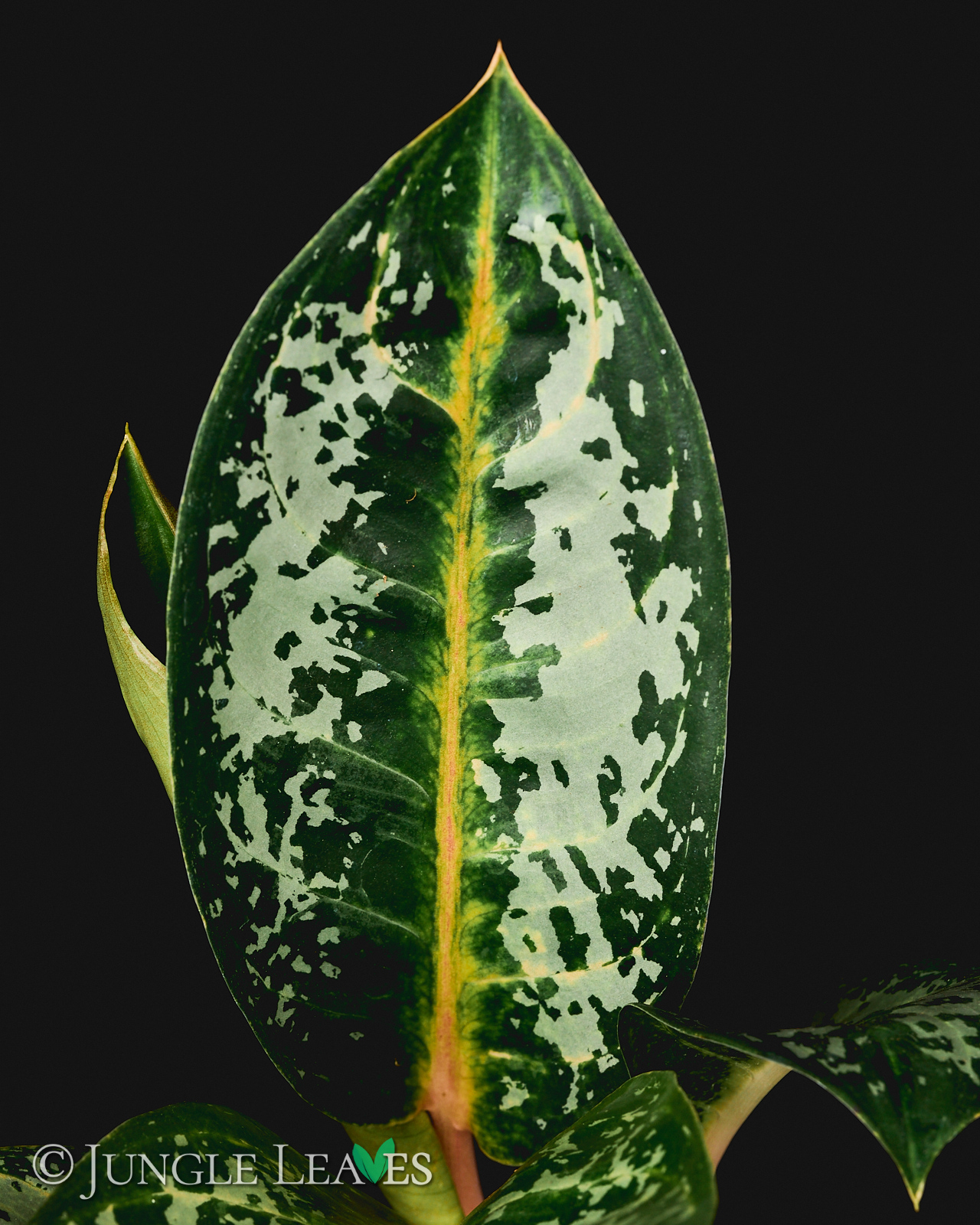 Aglaonema ‚Orange Flame‘ – Bild 3