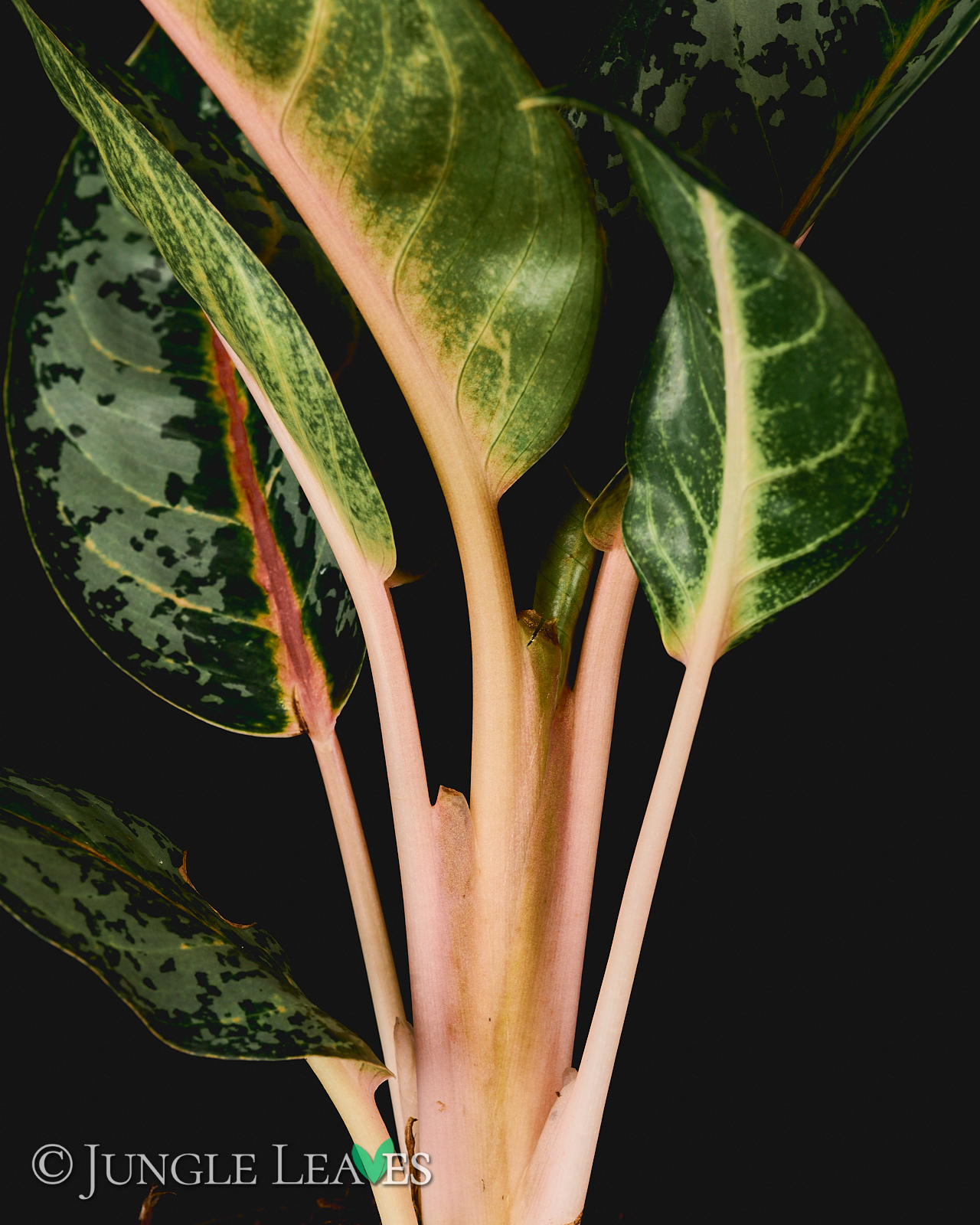 Aglaonema ‚Orange Flame‘ – Bild 4
