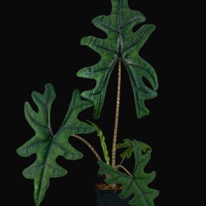 Alocasia tandurusa („Jacklyn“)