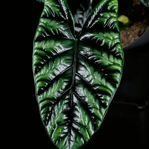 Alocasia sinuata