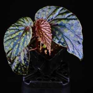 Begonia kapuashuluensis x chlorosticta ‚Dark‘