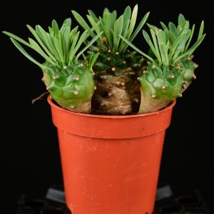 Euphorbia bupleurifolia x susannae