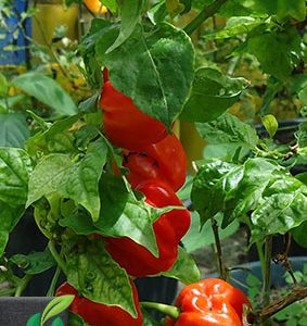 Habanero Scotch Bonnet rot