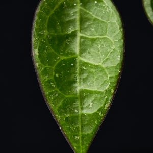 Hoya parasitica ‚Black Margin‘