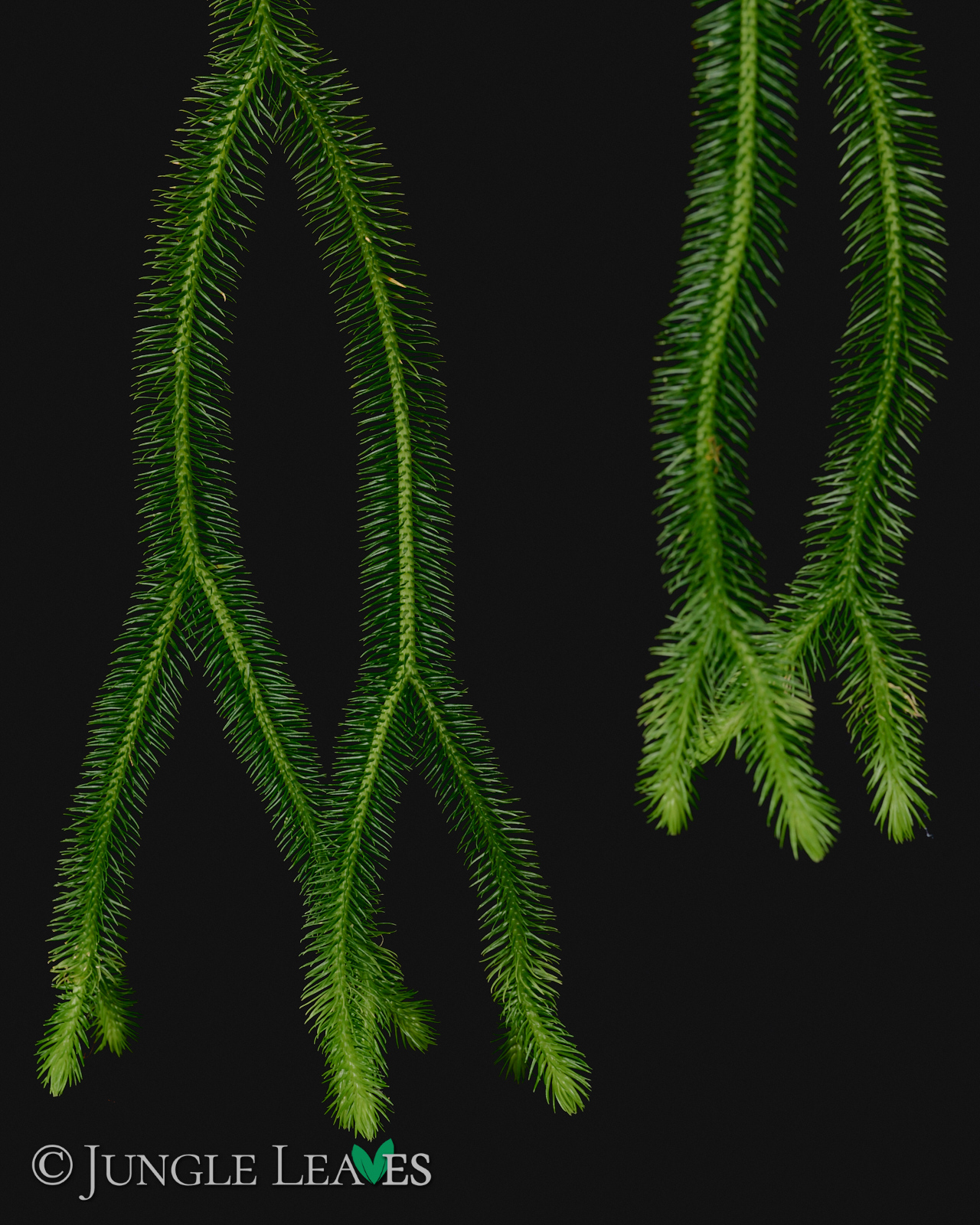 Huperzia squarrosa (Lycopodium squarrosum) – Bild 3