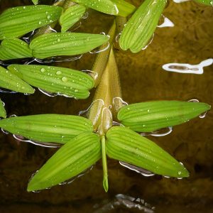 Hygroryza aristata (Schwimmreis)