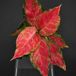 Aglaonema ‚Red Mix‘
