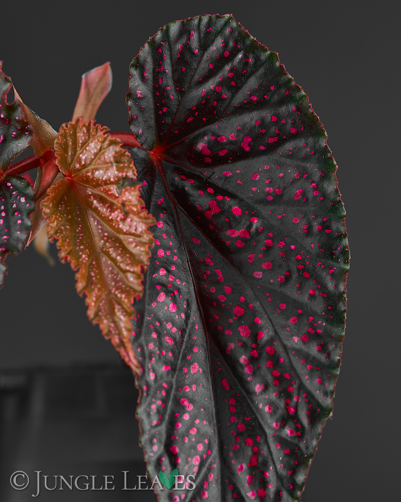 Begonia Benigo ‚Pink Polka Dot‘ – Bild 3