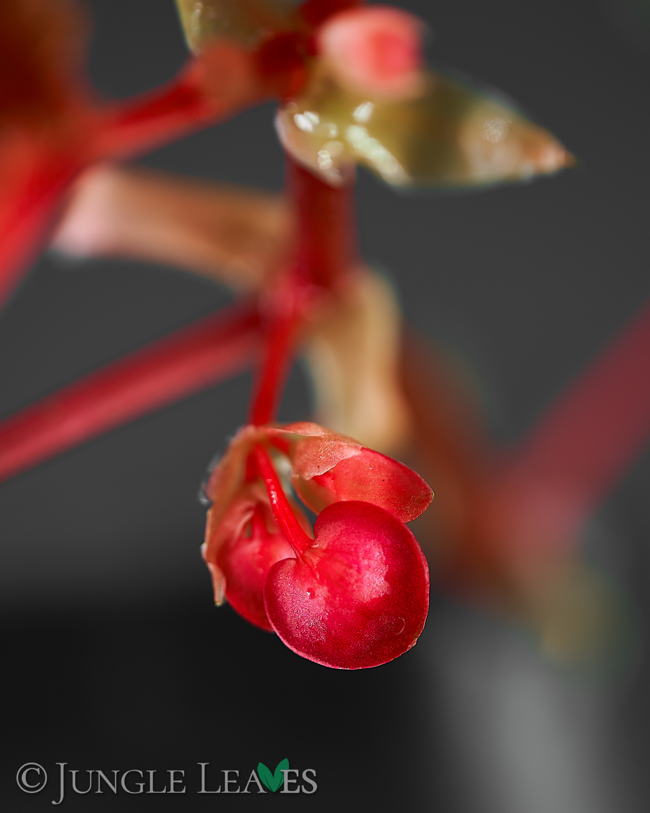 Begonia Benigo ‚Pink Polka Dot‘ – Bild 5