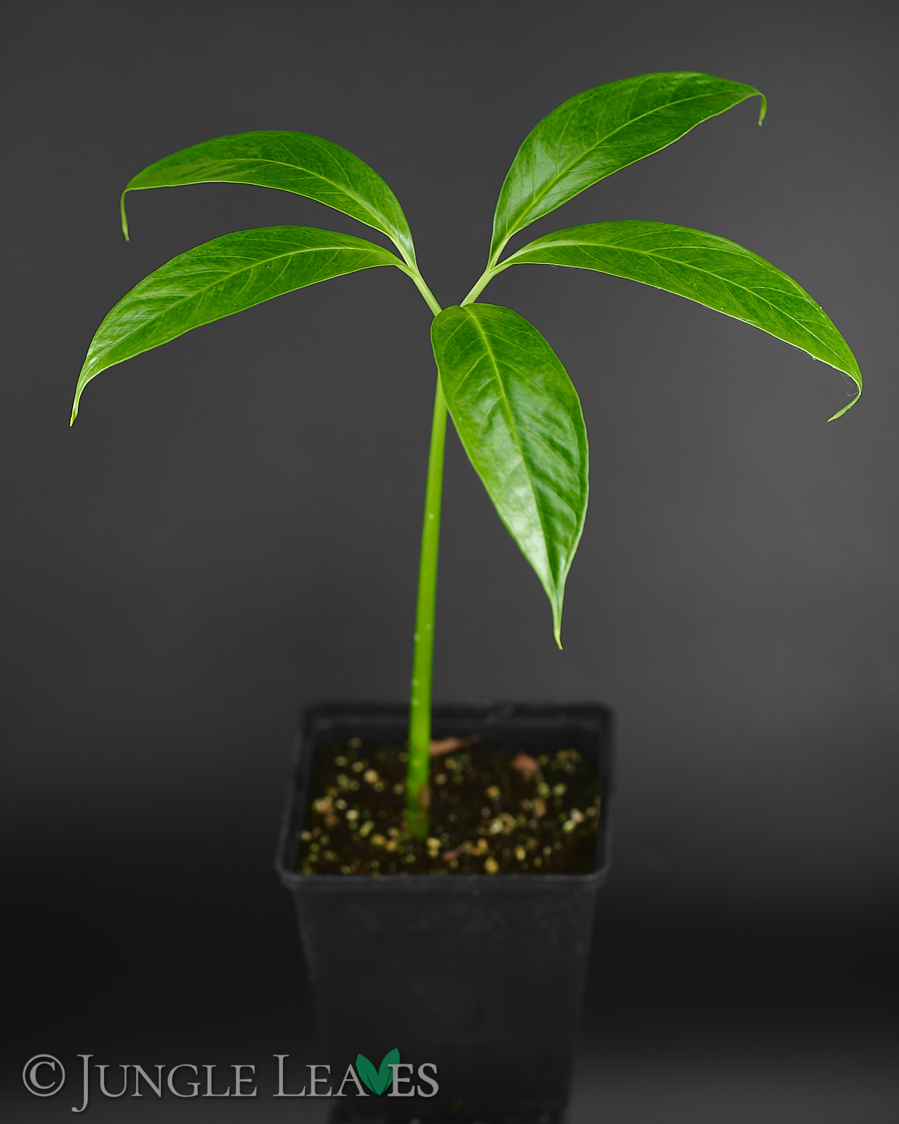 Amorphophallus titanum (Titanenwurz)