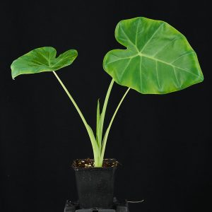 Leucocasia gigantea ‚Laosy Giant‘