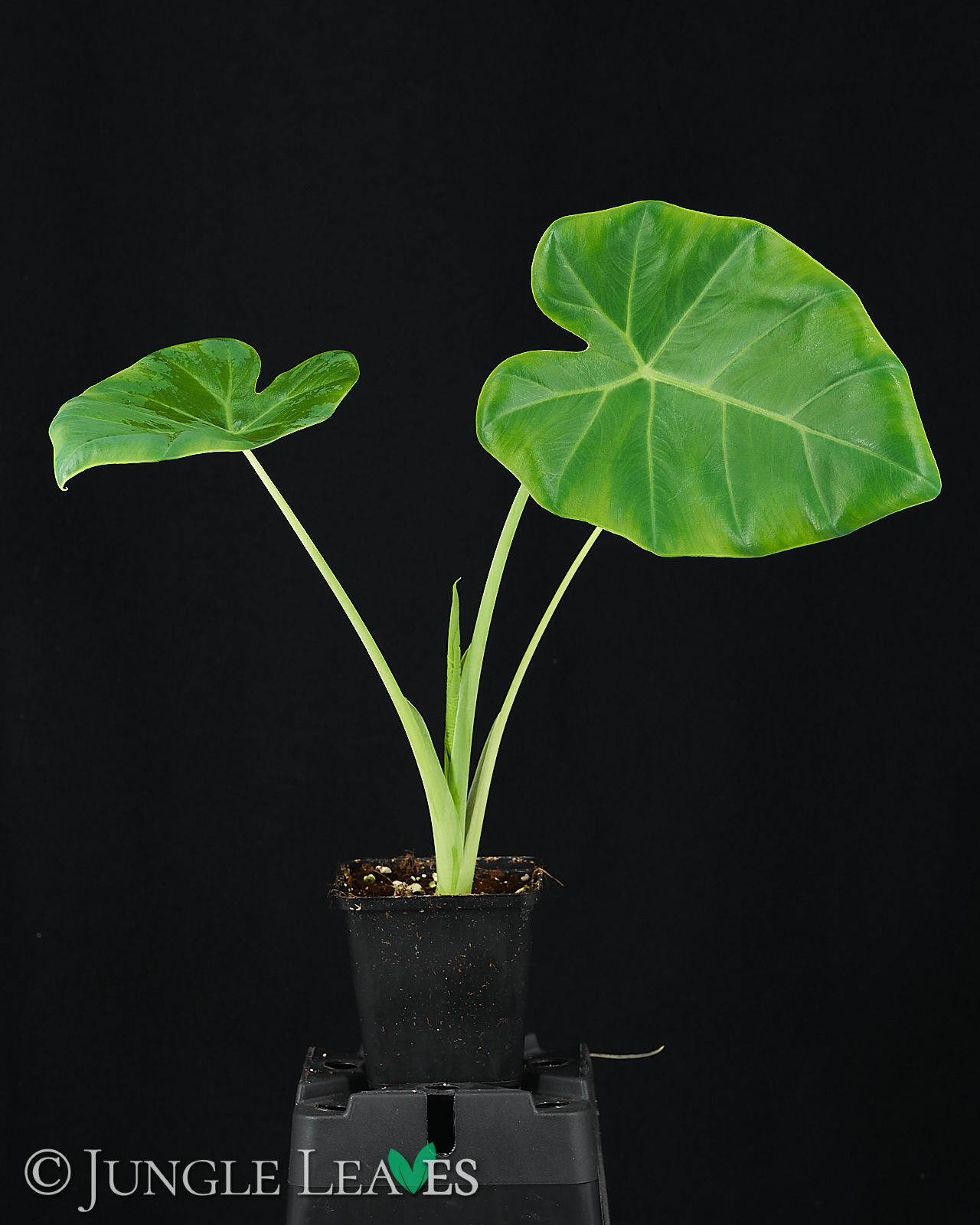 Leucocasia gigantea ‚Laosy Giant‘ – Bild 2