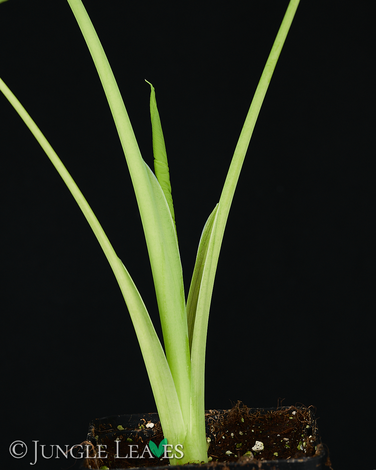 Leucocasia gigantea ‚Laosy Giant‘ – Bild 4
