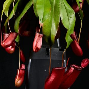 Nepenthes × Bloody Mary