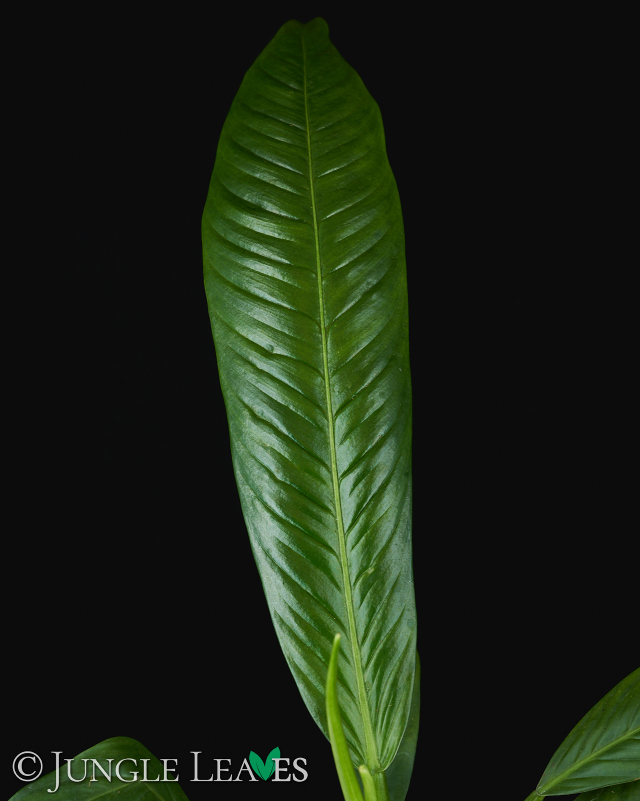 Philodendron campii – Bild 5