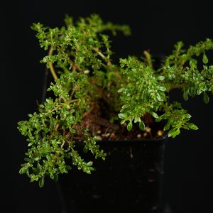 Pilea microphylla