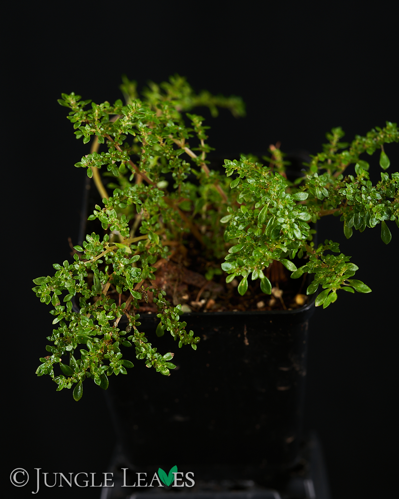 Pilea microphylla – Bild 2
