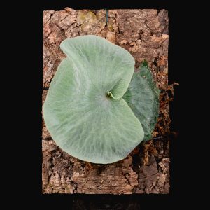 Platycerium superbum