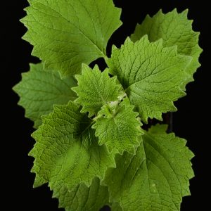 Plectranthus grandidentatus