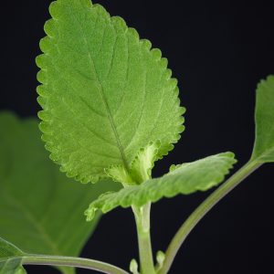 Plectranthus zuluensis (Zulu-Plectranthus)