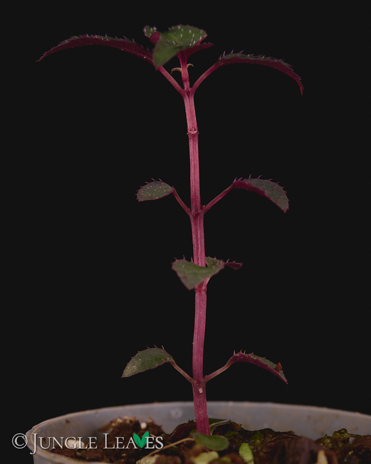 Sarcopyramis sp. Sumatra – Bild 5