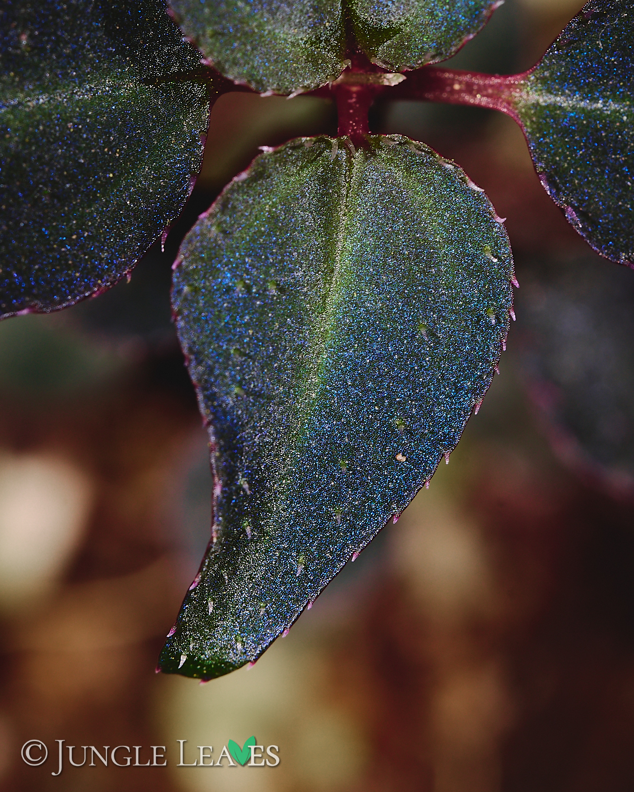 Sarcopyramis sp. Sumatra – Bild 6