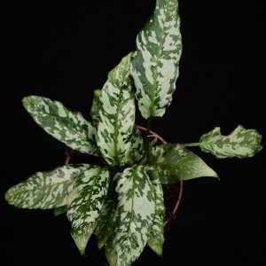 Schismatoglottis sp. Thailand