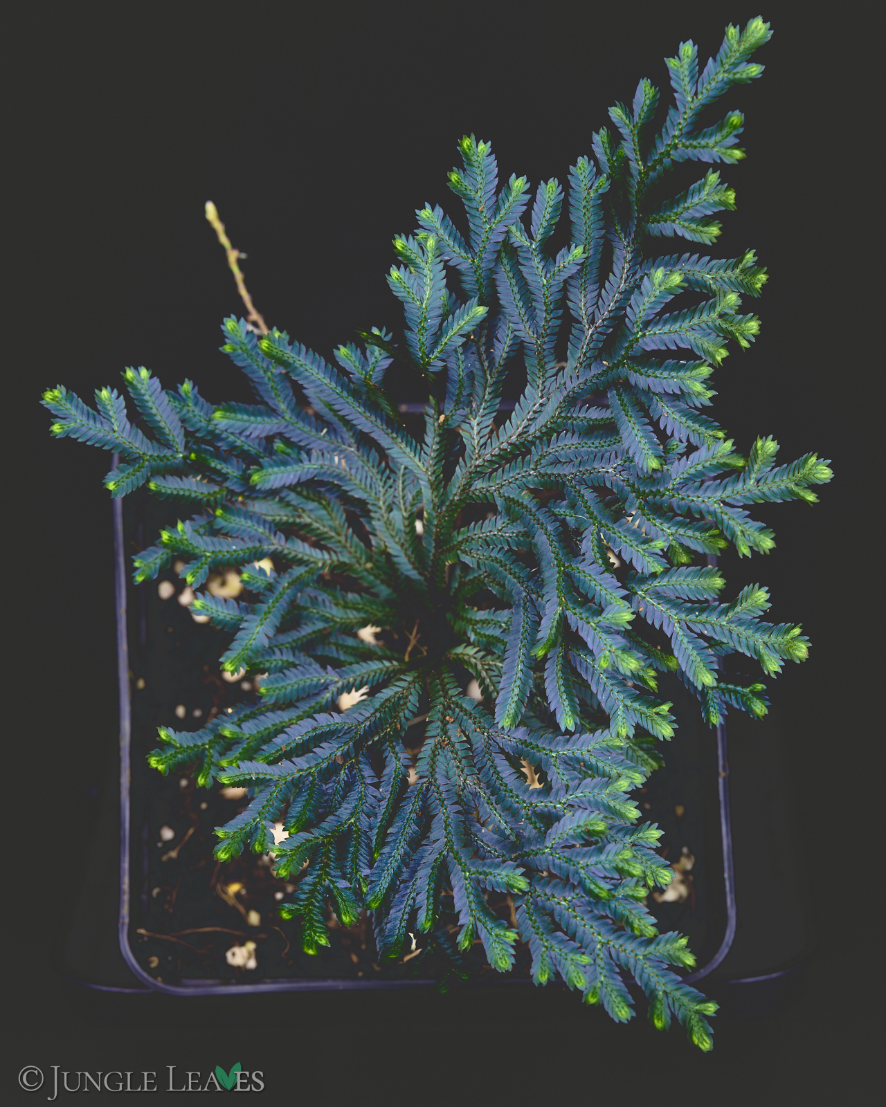 Selaginella erythropus – Bild 2