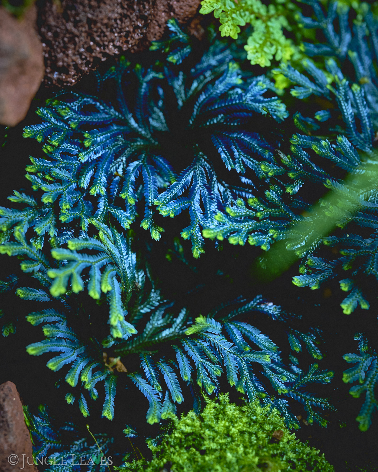 Selaginella erythropus – Bild 6