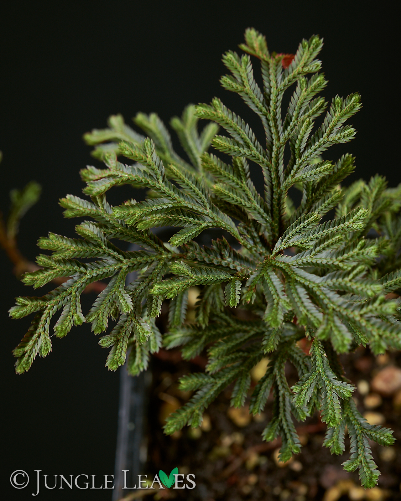 Selaginella erythropus – Bild 5