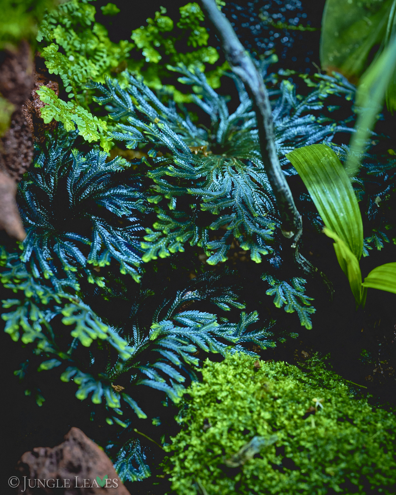 Selaginella erythropus – Bild 7