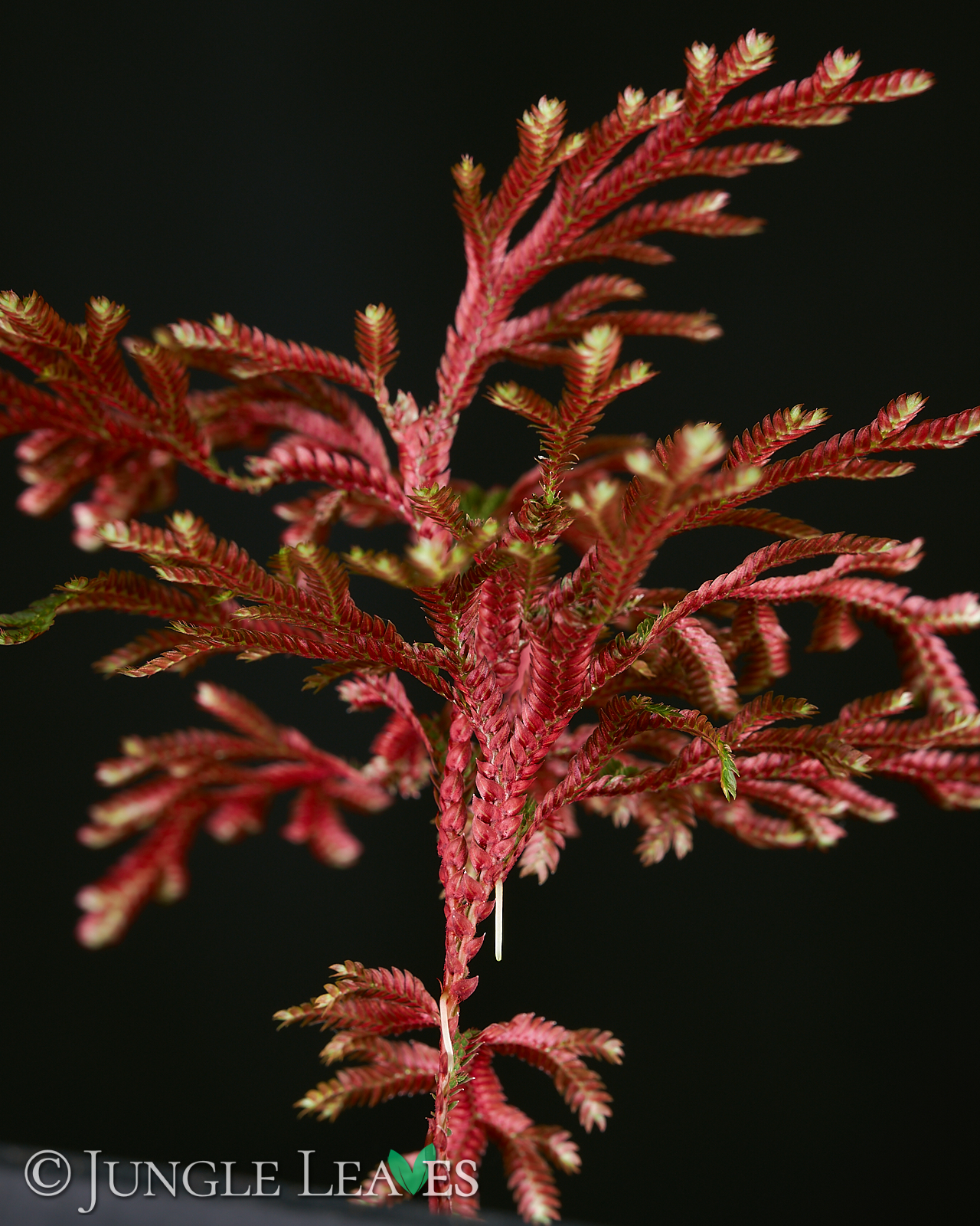 Selaginella erythropus – Bild 3