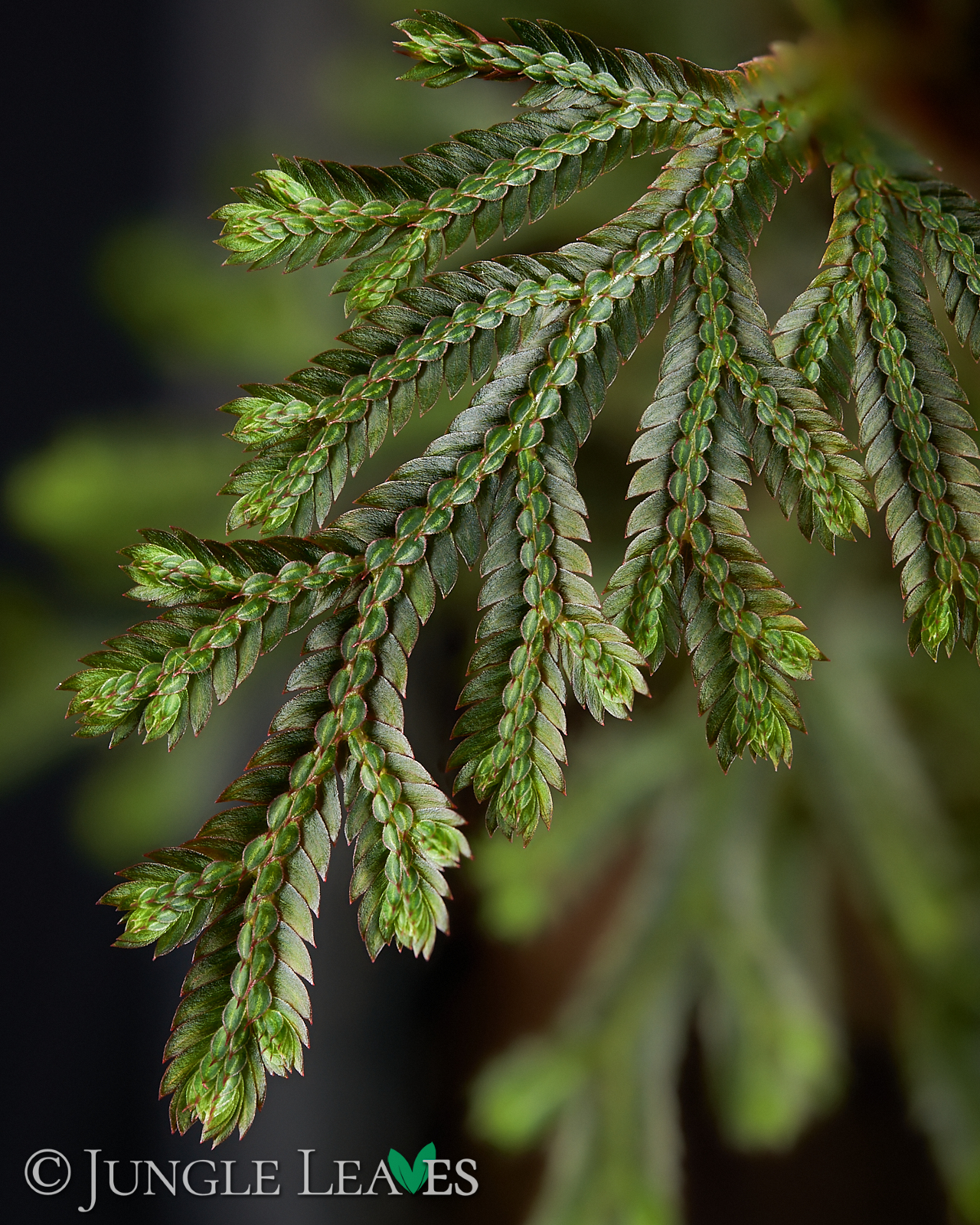 Selaginella erythropus – Bild 4