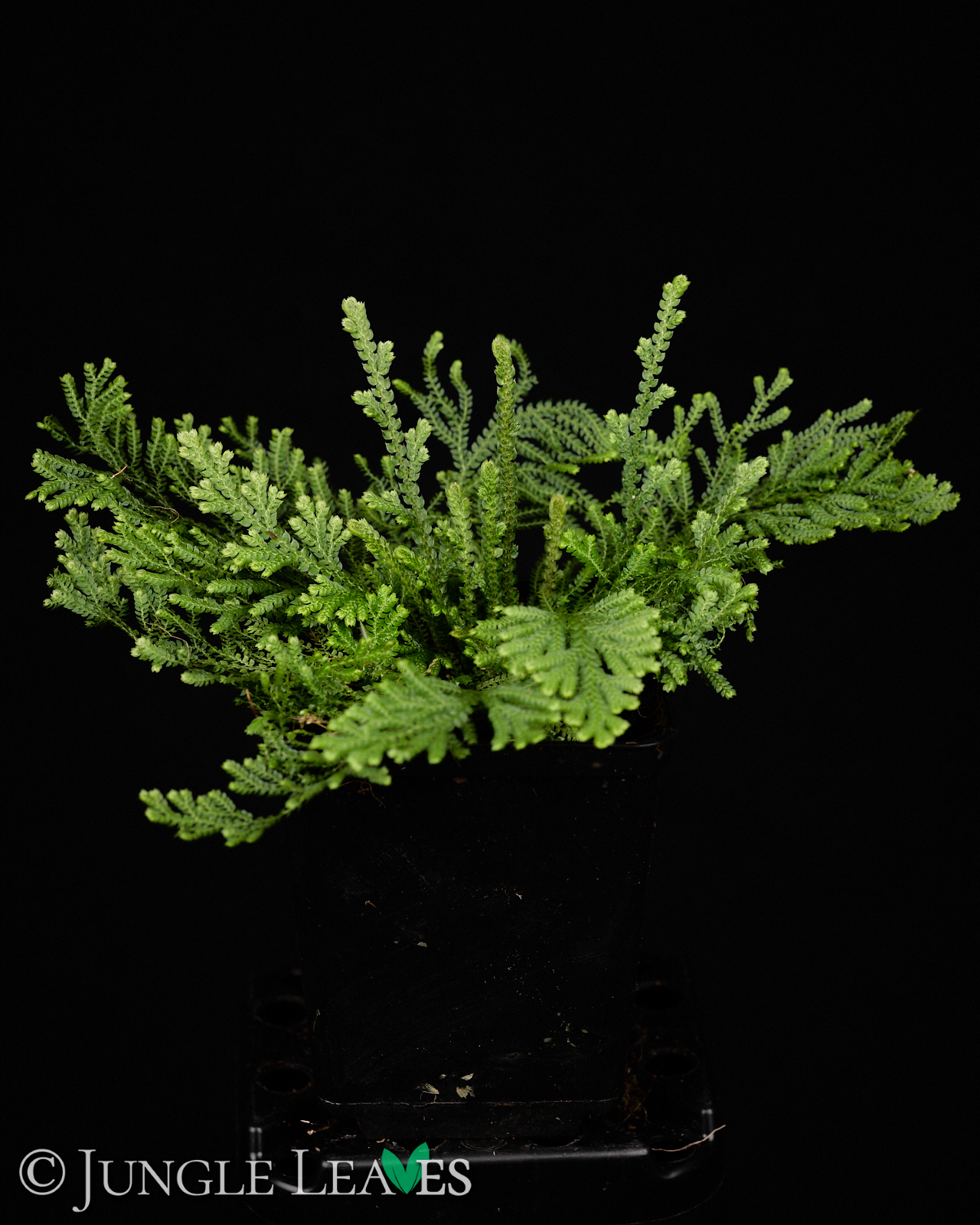 Selaginella harrisii – Bild 5