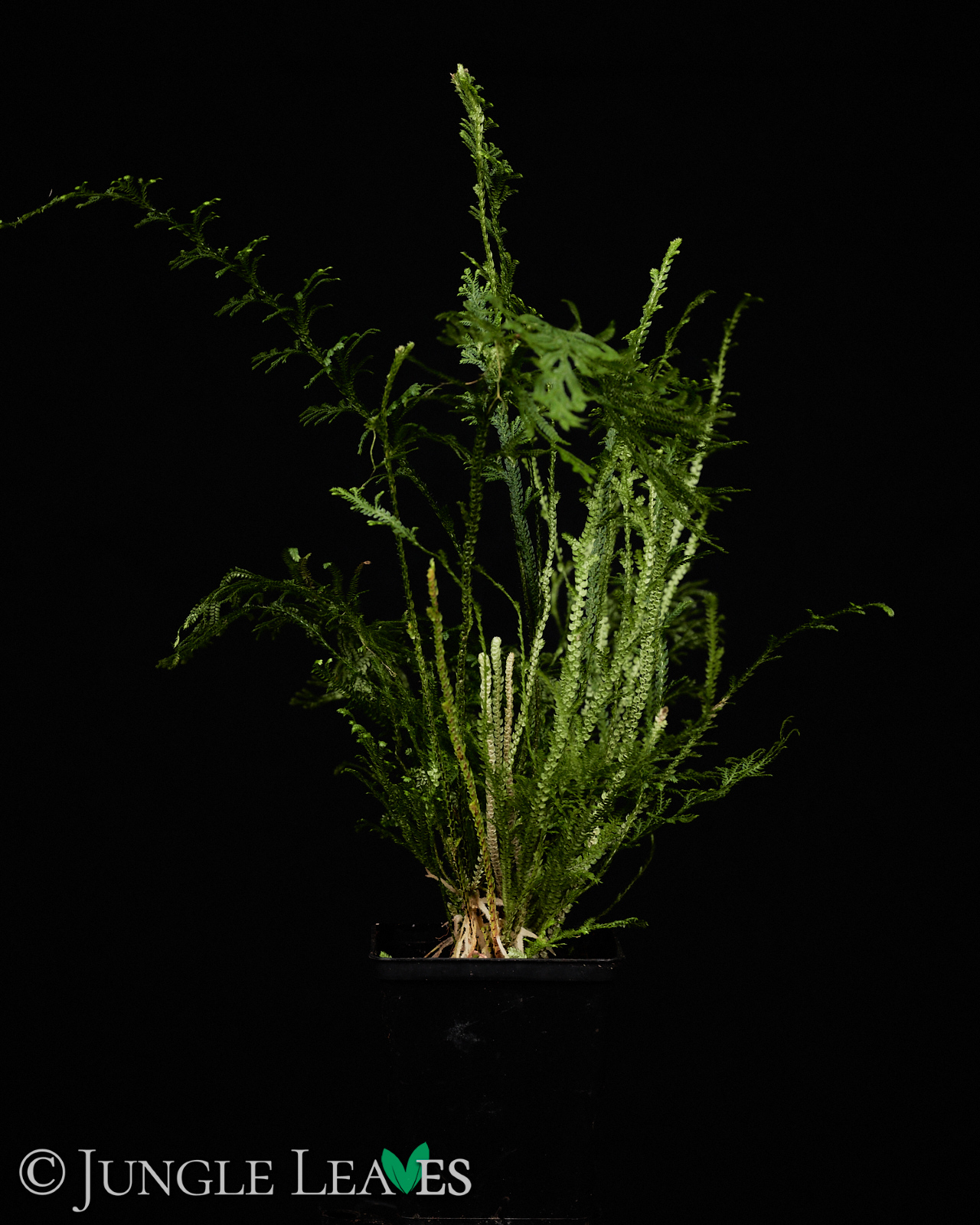 Selaginella harrisii – Bild 7