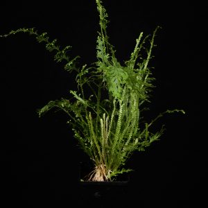 Selaginella harrisii