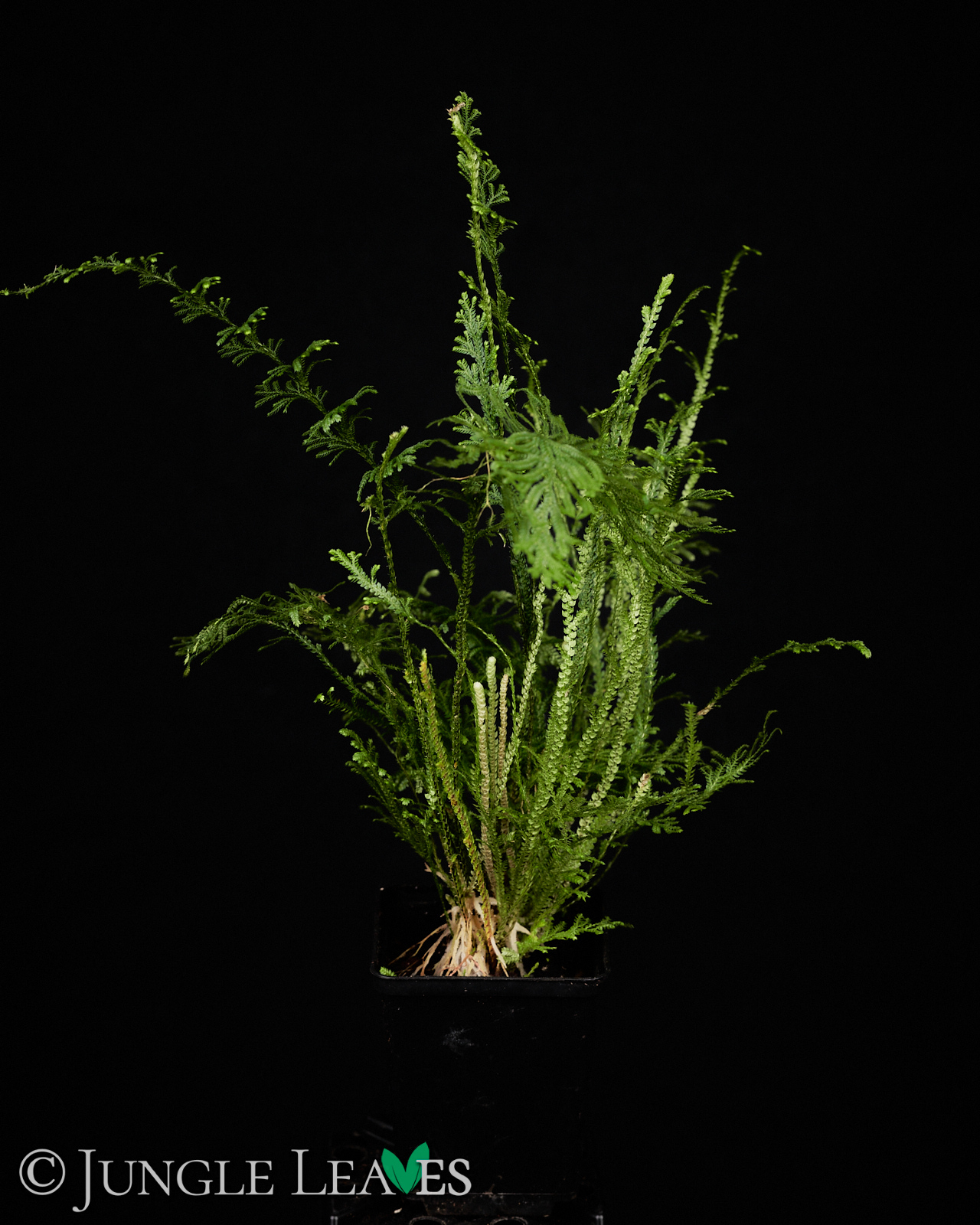 Selaginella harrisii – Bild 2