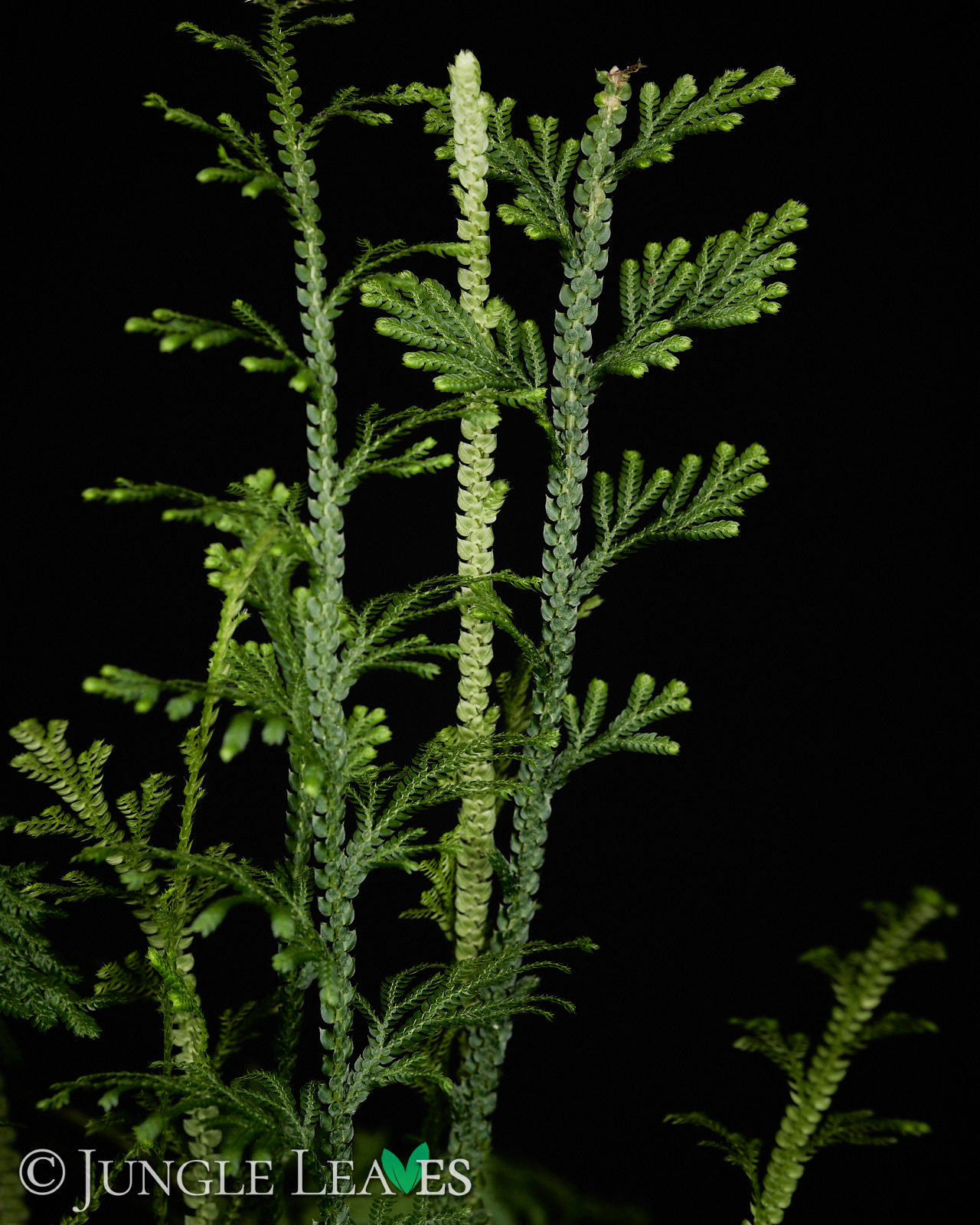 Selaginella harrisii – Bild 3