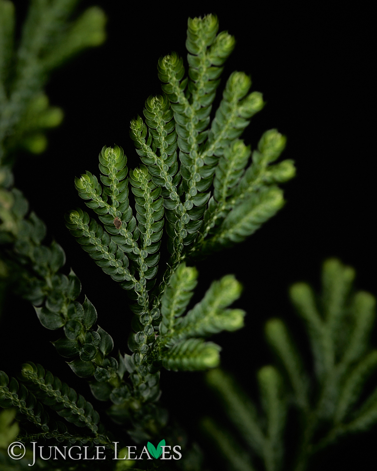 Selaginella harrisii – Bild 4