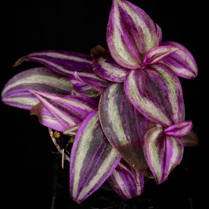Tradescantia zebrina ‚Pink Paradise‘