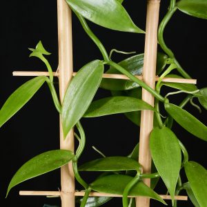 Vanilla planifolia (Gewürzvanille / Echte Vanille)