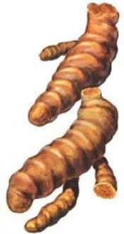 CURCUMA – Bild 3