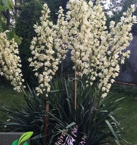 Yucca glauca