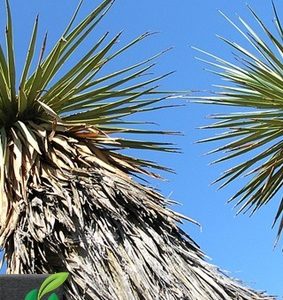 Yucca thompsoniana (Thompson’s Yucca)