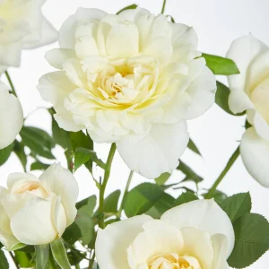 Kletterrose 'Crazy in Love' creme - Winterhart