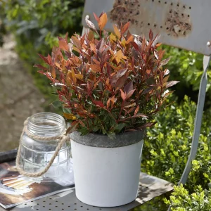 Glanzmispel Photinia 'Chico' grün-rot - Winterhart