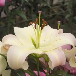 5x Lilie Lilium Like A Tree 'Pretty Woman' weiβ